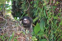 Rio de Janeiro - kleine Kerlchen auf dem Zuckerhut