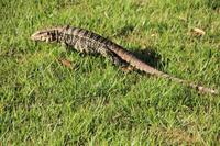 Foz do Iguaçu - wir sind nicht allein in der Gartenanlage des Hotels