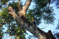 Foz do Iguaçu - auch Tucane treiben sich auf dem Hotelgelände rum