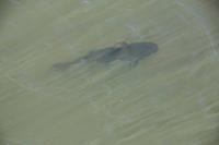 Iguazú-Wasserfälle - unterwegs im Nationalpark