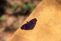Iguazú-Wasserfälle - schöner Schmetterling