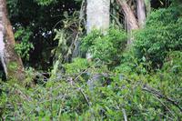 Foz do Iguaçu - Vorgarten unseres Hotels - Finde den Vogel ;-)