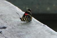Iguazú-Wasserfälle - schöner Schmetterling