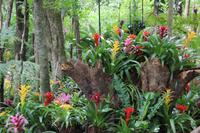 Foz do Iguaçu - im Vogelpark