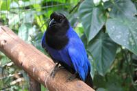 Foz do Iguaçu - im Vogelpark