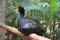 Foz do Iguaçu - im Vogelpark