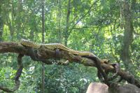 Foz do Iguaçu - im Vogelpark - auch Reptilien gibt es hier!