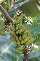 Foz do Iguaçu - im Vogelpark