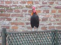 Kickeriki ich bin wieder hi