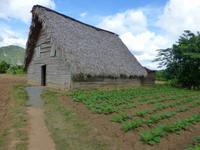 Faszination Kuba: Zigarren, Rum, karibisches Flair - Rundreise - Zigarren