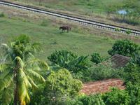 Faszination Kuba - Rundreise - Zuckerrohr-Plantage Trinidad
