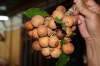 Hoi An Markt - Drachenauge