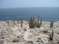 Kakteen an der Küste entlang der Panamericana