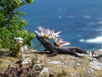 Am Kap der Guten Hoffnung