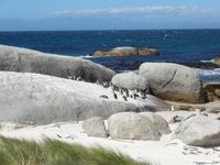 Boulders Beach - Südafrika