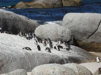 Brillenpinguine am Boulder Beach