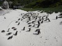 Brillenpinguine am Boulder Beach