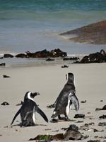Brillenpinguine am Boulder Beach