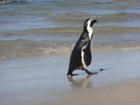 Brillenpinguin am Boulder Beach