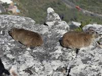 Klippschliefer auf dem Tafelberg