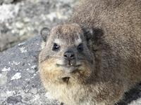 Klippschliefer auf dem Tafelberg