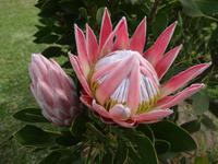 Königsprotea in Boschendal