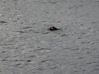 Robben an der Waterfront