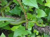 Tierwelt im Tssssitsikamma-Nationalpark ;-)