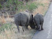 Nashorn-Alarm ...