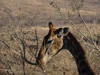 Giraffen überall