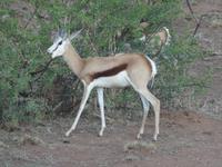 Impalas