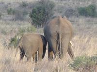 Endlich sehen wir auch Elefanten!