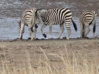 Zebra-Trio
