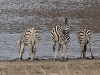 Zebra-Trio
