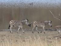 Zebras ...