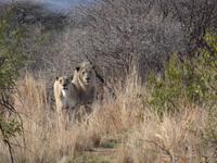 Wunderschön - eine Löwenfamilie!