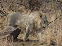 Atemberaubend - ein Löwe ganz aus der Nähe!