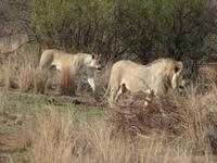 Atemberaubende Löwen-Bilder!