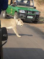 Stopp - jetzt haben die Löwen Vorfahrt!