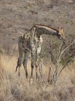 Giraffen überall