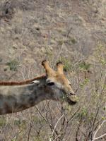 Huhuuu - Giraffe im Anmarsch