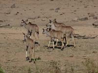 Kudus im Nationalpark