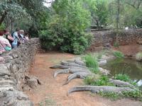 Krokodilfarm in Sun City