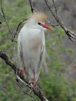 Krokodilfarm in Sun City