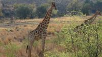 Ich liebe Giraffen :-)!