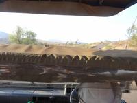 Giraffen auf 12 Uhr!