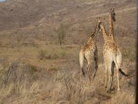Giraffen-Trio