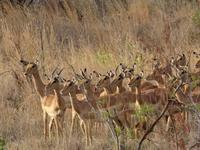 Eine riesige Impala-Herde