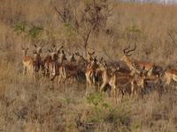 Eine riesige Impala-Herde