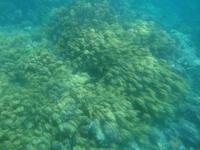 Unterwasserwelt - Great Barrier Reef